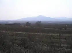 A misty vineyard at Tokay in Slovakia