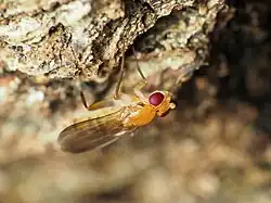 Close up photo of yellow insect with dark yellow wings and bright red eyes, perched on tree bark