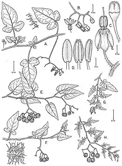 Botanical illustration