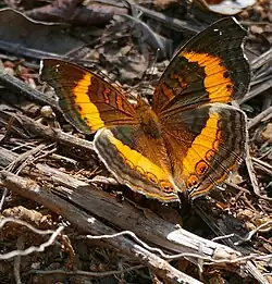 A soldier pansy resting on the woodland floor