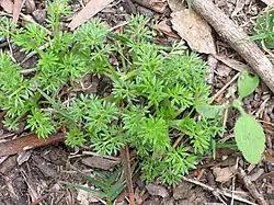 Soliva sessilis habit