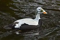 Somateria_fischeri_(Spectacled_Eider_-_Plueschkopfente)_-_Weltvogelpark_Walsrode_2012-32
