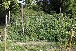 garden plot with bean vines growing on stakes