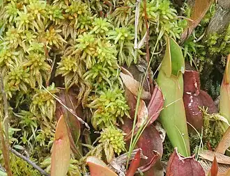 Sphagnum with northern pitcher plants at Brown's Lake Bog, Ohio, US