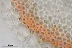 Cross-section of the stem