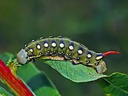 Hyles gallii caterpillar