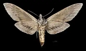 Sphinx chersis ♀ △