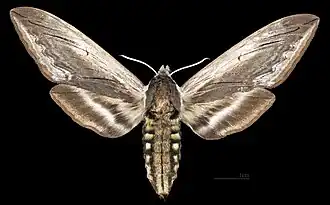 Sphinx drupiferarum ♀