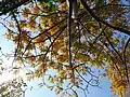 As Spondias mombin is a Deciduous Tree, the leaves are turning yellow.