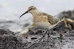 Curlew sandpiper, Ottenby, Öland