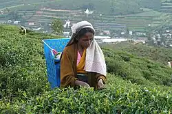 Picking tea leaves