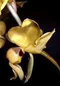 Stanhopea warszewicziana