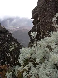 A white plant on a volcanic cliff