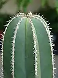 Spines