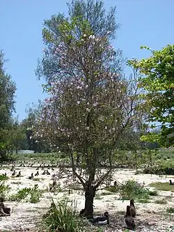 Roble blanco (Tabebuia heterophylla)