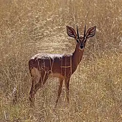 Backlit male showing white fur in ears, Tswalu Kalahari Reserve