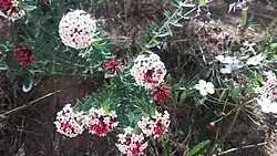 Stellera chamaejasme of Central and East Asia