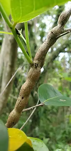 Lallemandana phalerata on Glochidion marianum stem. Dededo, Guam