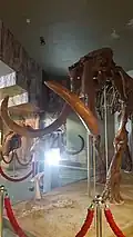 Steppe mammoth