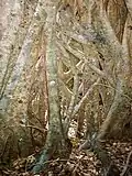 Hollow base of a strangler fig, Tooloom Scrub