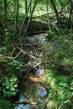 Stream at the Shivering Sands Preserve