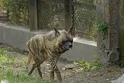 A striped hyena at the zoo with its tongue out