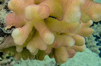 types of Corals in St. Brandon - Stylophora_pistillata