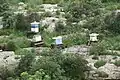 Beehives at Għar Dalam cave