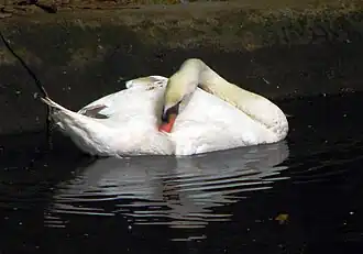 Mute Swan in the large waterfowl pond (Cygnus olor)