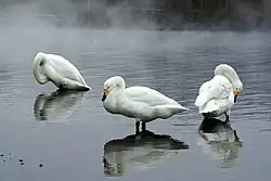 Whooper swans resting at Sunayu Onsen at Lake Kussharo, Japan