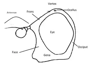profile syrphid head general