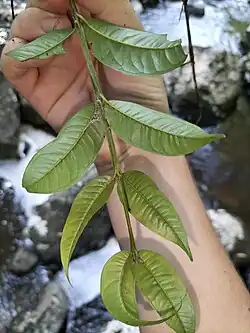 Underside of leaves