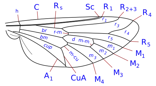 Tabanidae wing veins: Brachycera