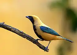 The burnished-buff tanager