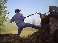 Youngish man wearing baseball cap pitchforking sticks into a trailer