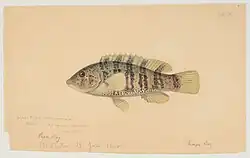 An 1860 watercolor painting of a tautog from Massachusetts Bay by Jacques Burkhardt