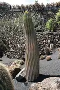 In Jardín de Cactus, Guatiza, Lanzarote, Canary Islands, Spain