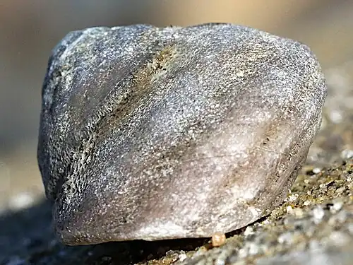 upperside, Torrey Pines State Beach