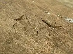 Telostylinus lineolatus Neriidae male aggressively posturing to another