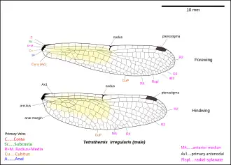 Illustration of Tetrathemis wings