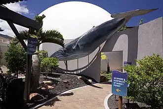 3D immersive exhibit about humpback whales of Hawaii