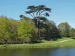 A colour photograph of a multi-stemmed cedar tree surrounded by other shorter trees on a shore of a lake