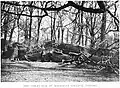 Magdalen College elm after being blown down (1911)[24]