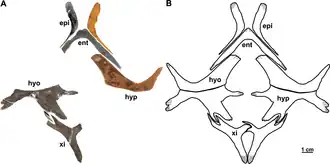 Plastron elements in ventral view (A), reconstruction of the plastron in ventral view (B)