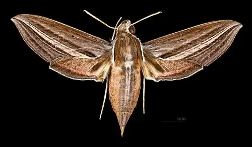 Theretra lycetus ♀