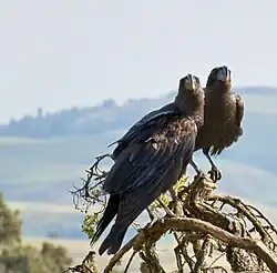 Thick-billed raven courtship, Simien Mountains, Ethiopia