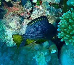 In Fiji, showing yellow colouration from D. auripinnis introgression.