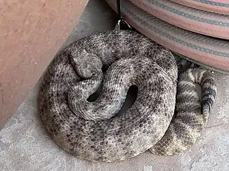Tiger Rattlesnake, Mummy Mountain, Paradise Valley, Arizona