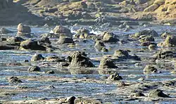 Many fossil tree stumps are scattered along the tidal platform. Tree density of the Curio Bay Jurassic forest is thought to have been about 552–851 trees/ha.