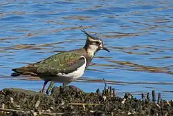 Northern lapwing, Gothenburg